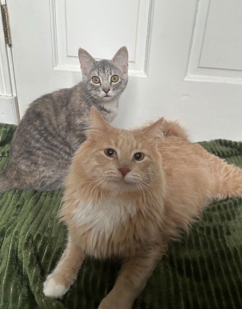 MARSHALL (SPECIAL NEEDS) / MILLIE - Domestic Long Hair available for adoption