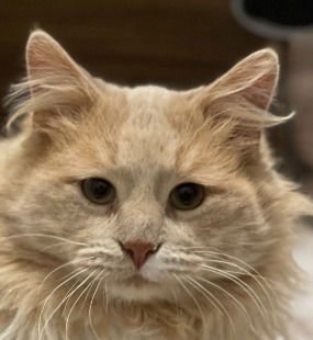 Marshall (Special Needs) / Millie - Photo 3