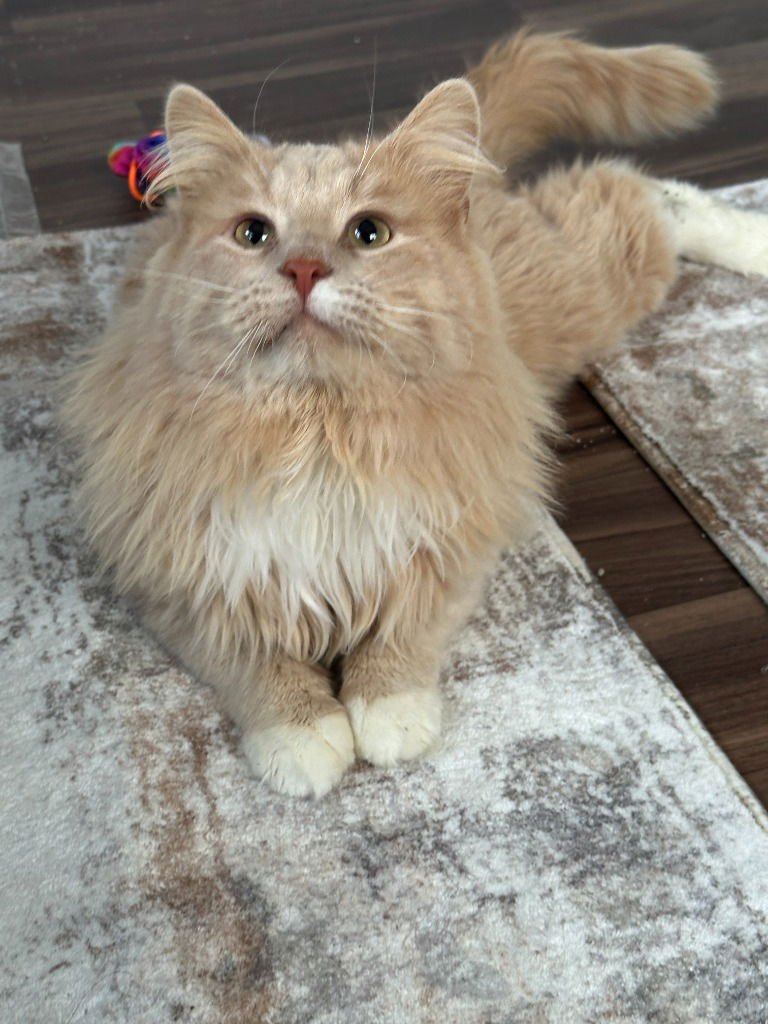 Marshall (Special Needs) / Millie - Photo 4