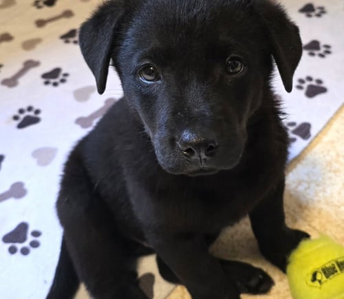 CLIFFORD - German Shepherd Dog / Terrier for adoption in St. Paul