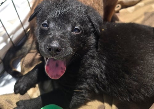 CLIFFORD - German Shepherd Dog / Terrier available for adoption