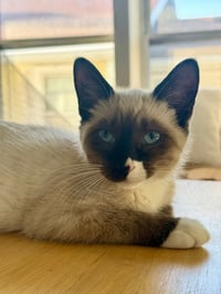 Fiona-Pending Adoption - Photo 2