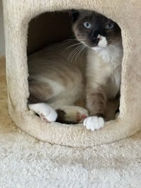 Fiona-Pending Adoption - Photo 3