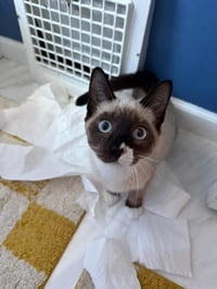 Fiona-Pending Adoption - Photo 4