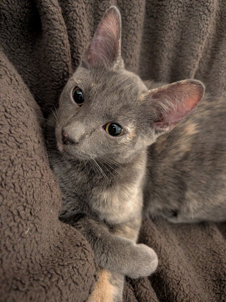 COCONUT - PENDING ADOPTION - Domestic Short Hair available for adoption