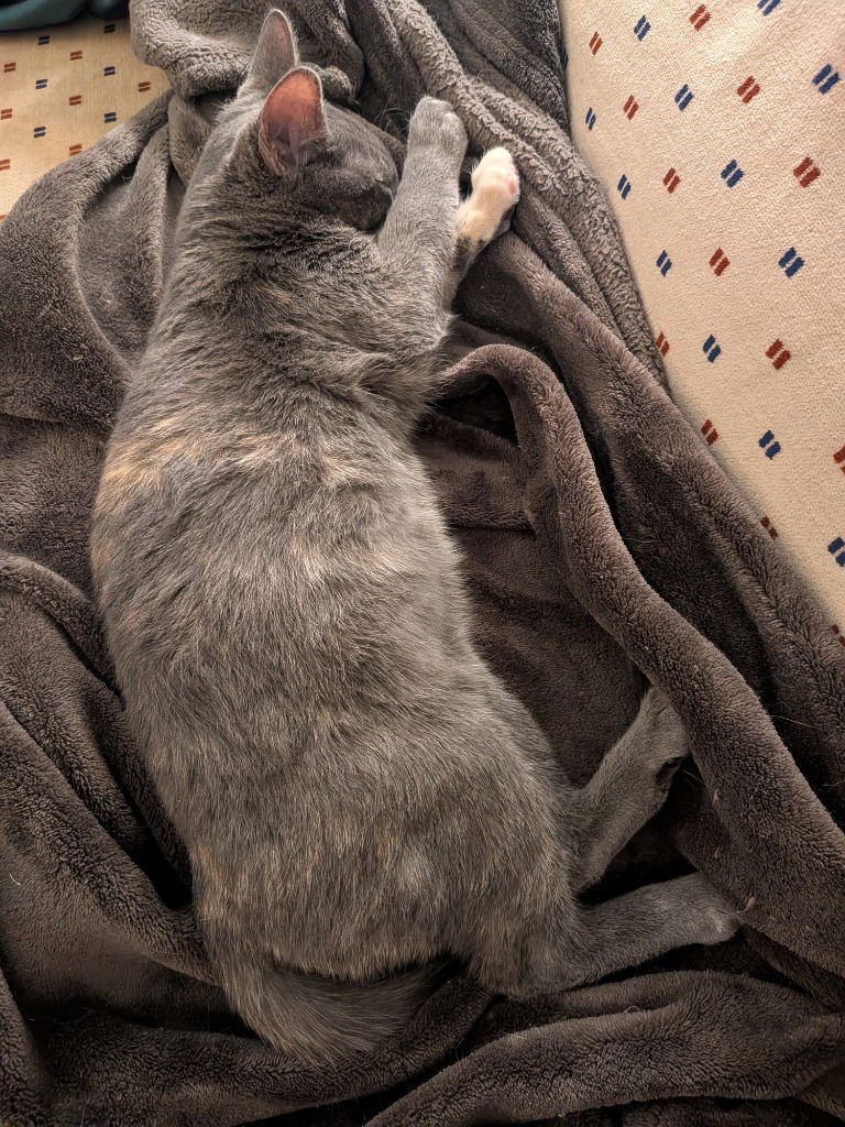 COCONUT - PENDING ADOPTION - Domestic Short Hair available for adoption