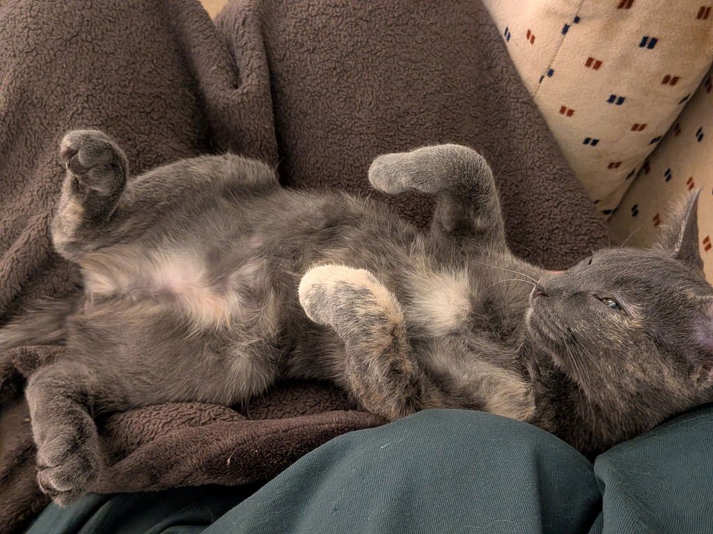 Coconut - Pending Adoption - Photo 3