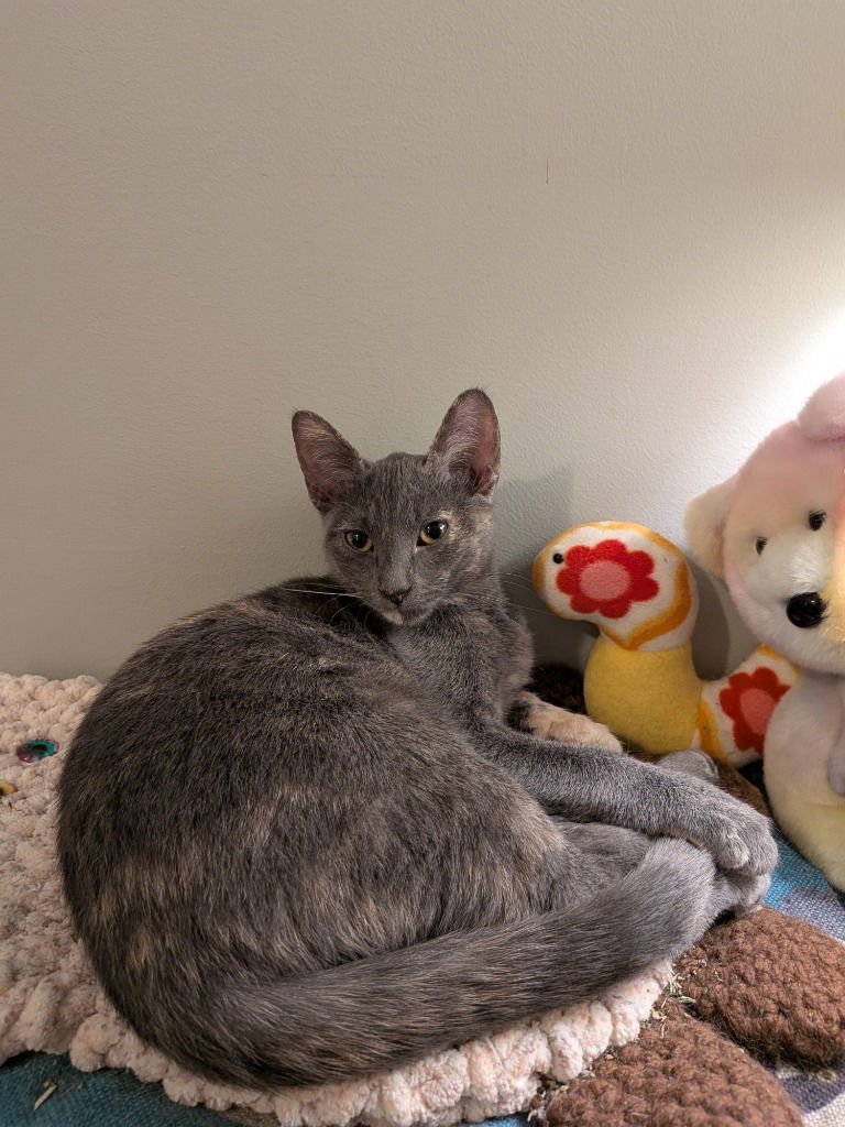 Coconut - Pending Adoption - Photo 4