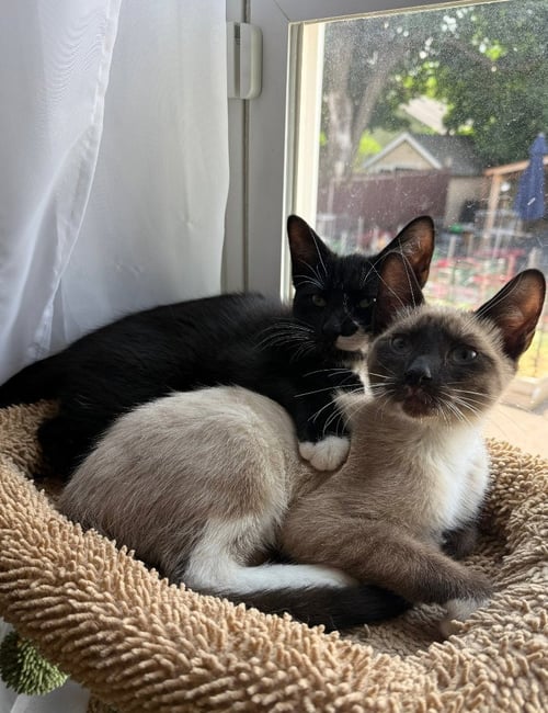 FIYERO / MAX - Domestic Short Hair available for adoption