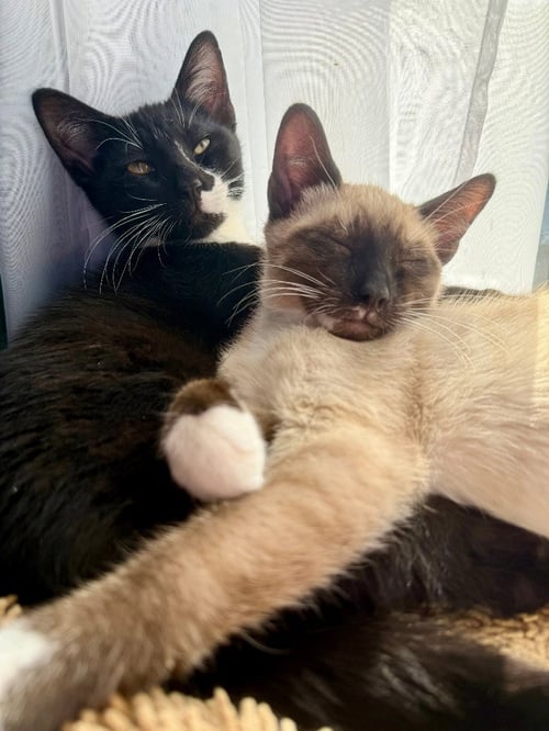 FIYERO / MAX - Domestic Short Hair available for adoption