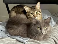 Maisey - Pending / Marcus - Pending - Photo 4