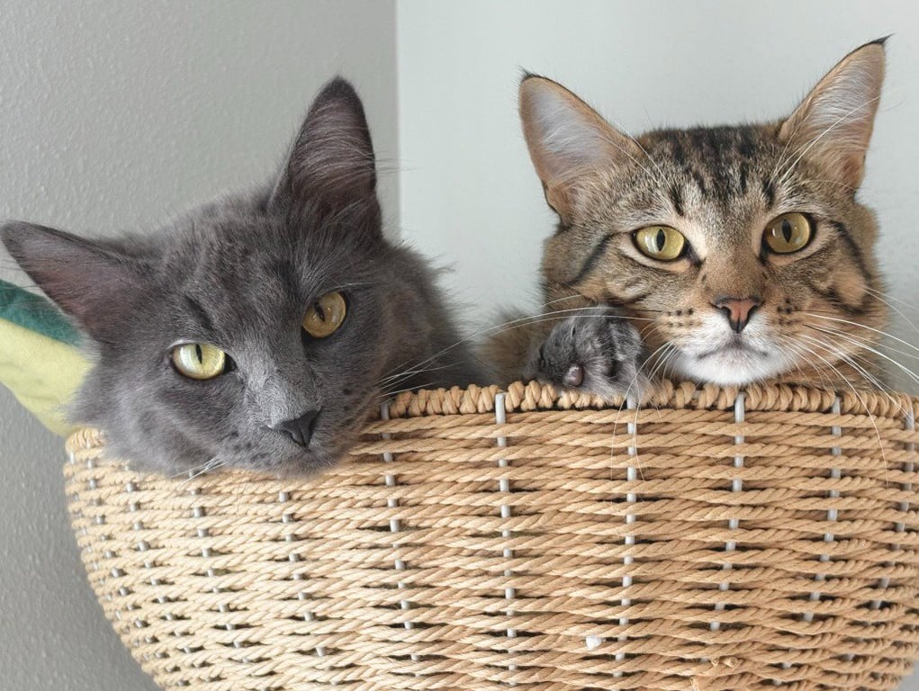 Maisey - Pending / Marcus - Pending Image