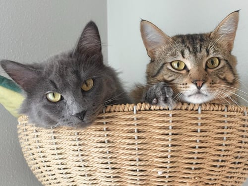 MAISEY - PENDING / MARCUS - PENDING - Domestic Short Hair available for adoption