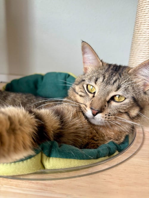 MAISEY - PENDING / MARCUS - PENDING - Domestic Short Hair available for adoption