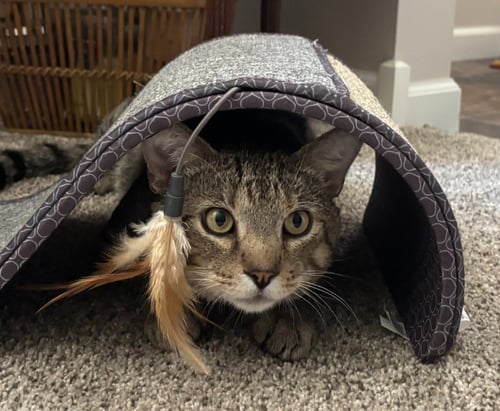 HENRY - Domestic Short Hair available for adoption