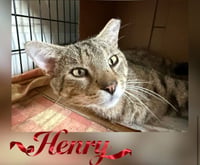 Henry - Photo 4