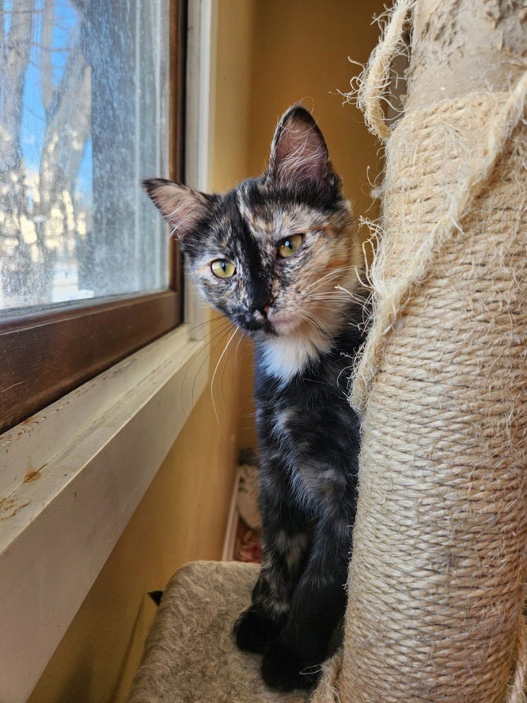 IRIDESSA - PENDING ADOPTION - Domestic Short Hair available for adoption