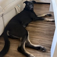 Thumper - Pending Adoption - Photo 4