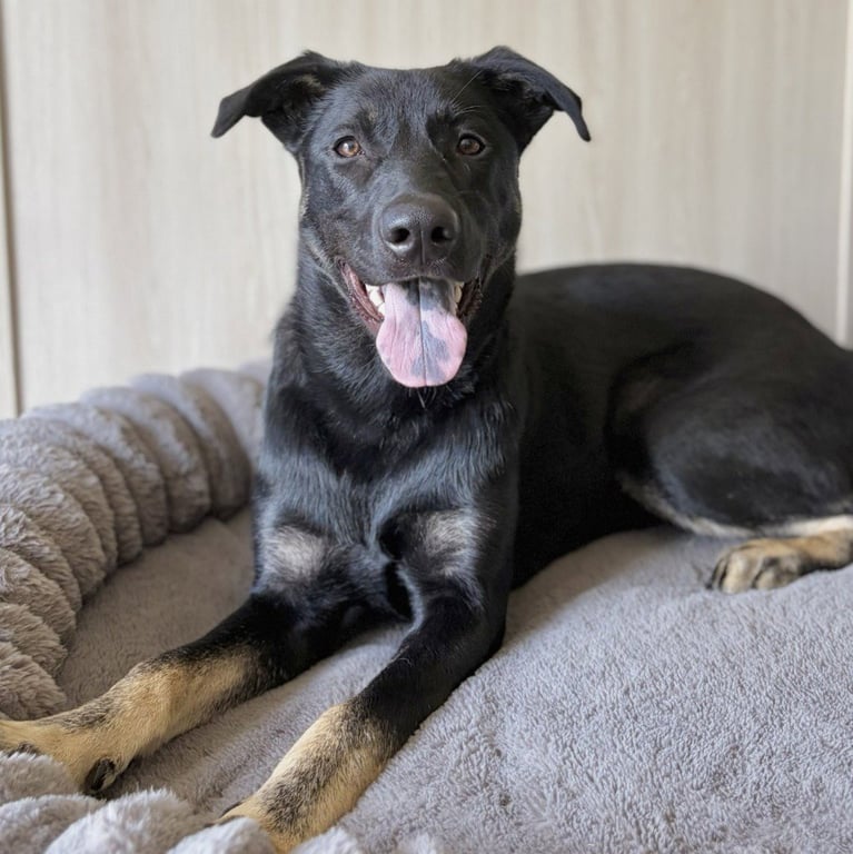 Thumper - Pending Adoption Image