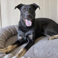 Thumper - Pending Adoption - Photo 1
