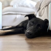 Thumper - Pending Adoption - Photo 3