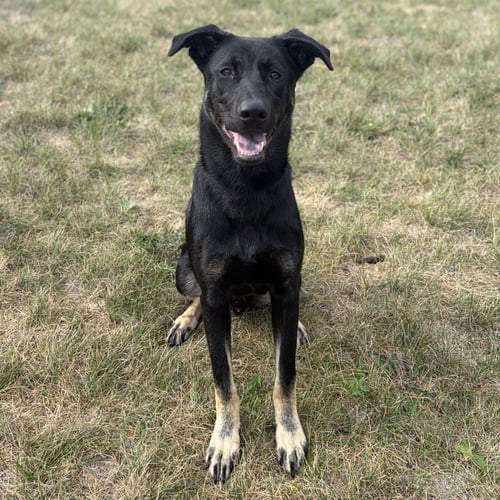 THUMPER - PENDING ADOPTION - German Shepherd Dog / Terrier available for adoption