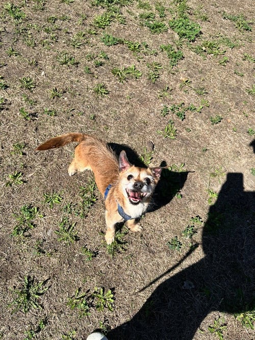 COOPER - Chihuahua / Border Terrier for adoption in St. Paul