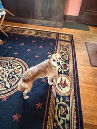 Cooper - Photo 2