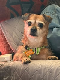 Cooper - Photo 3