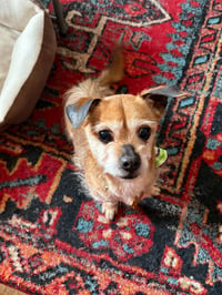 Cooper - Photo 4