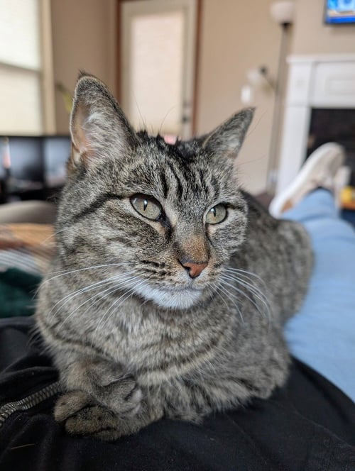 MISS TILLY - Domestic Short Hair available for adoption