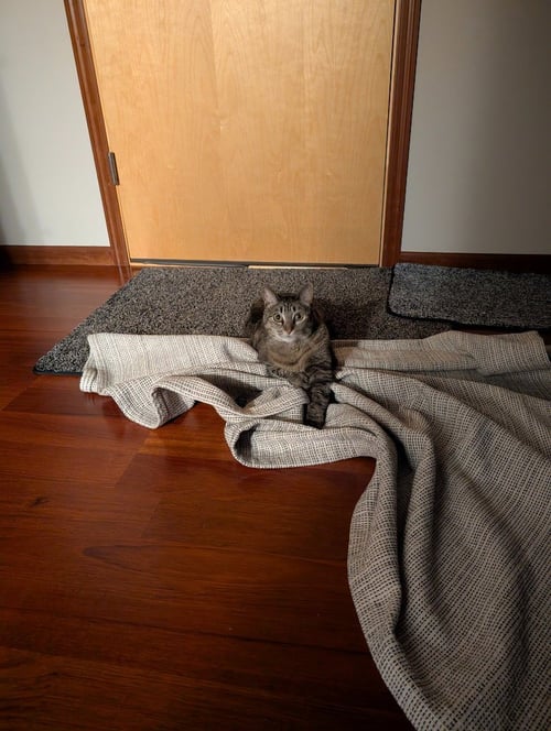 MISS TILLY - Domestic Short Hair available for adoption