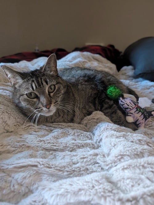 MISS TILLY - Domestic Short Hair available for adoption