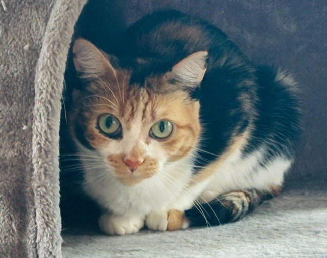 Tina Image