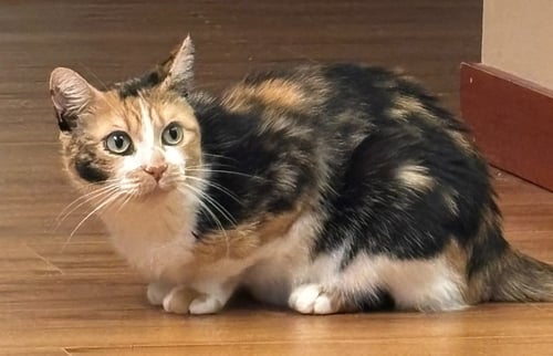 TINA - Domestic Short Hair available for adoption