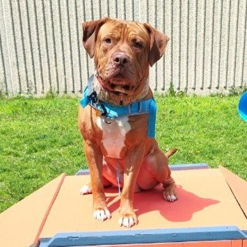 RUPERT - Dogue de Bordeaux / Staffordshire Bull Terrier available for adoption