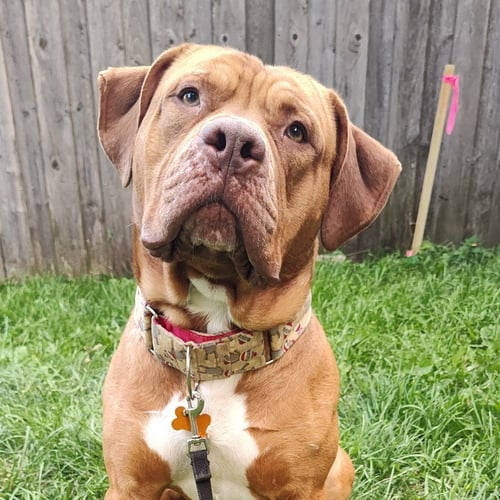 RUPERT - Dogue de Bordeaux / Staffordshire Bull Terrier available for adoption