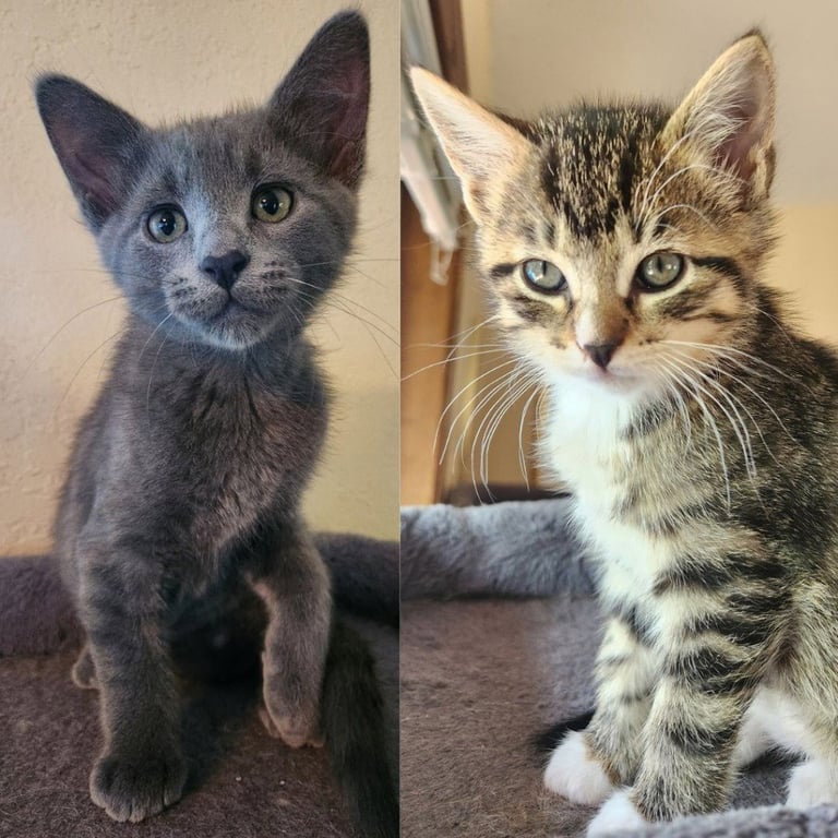 London-Pending Adoption / Tulip-Pending Adoption Image