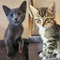 London-Pending Adoption / Tulip-Pending Adoption - Photo 1