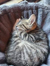 London-Pending Adoption / Tulip-Pending Adoption - Photo 3