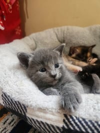 London-Pending Adoption / Tulip-Pending Adoption - Photo 4
