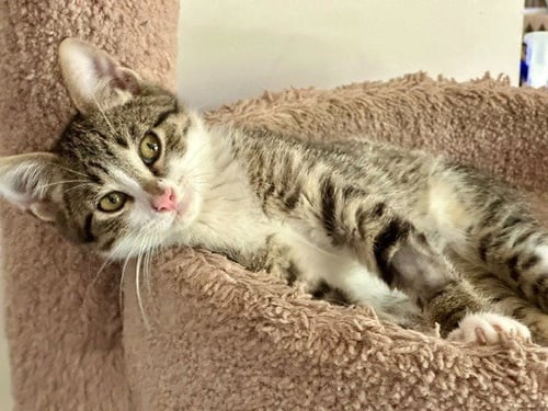SPRIG - PENDING - Domestic Short Hair available for adoption