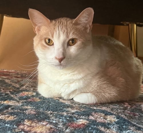 SONNY - Domestic Short Hair available for adoption