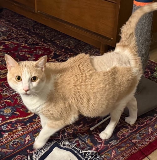 SONNY - Domestic Short Hair available for adoption