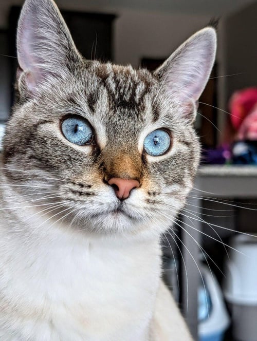 PIXEL- NO LONGER ACCEPTING APPLICATIONS