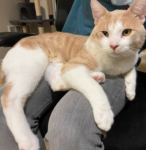 MR. PUFFLES - Domestic Short Hair available for adoption