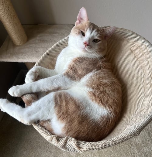 MR. PUFFLES - Domestic Short Hair available for adoption