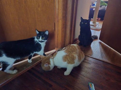MIDNIGHT / JACKFRUIT - Domestic Medium Hair available for adoption