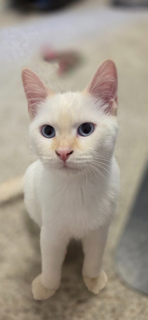 ADOBO - Domestic Short Hair available for adoption