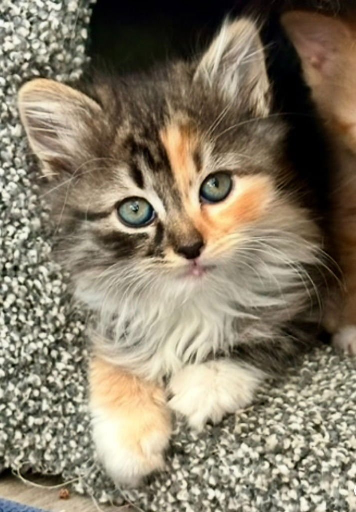 OPAL - NO LONGER ACCEPTING APPLICATIONS